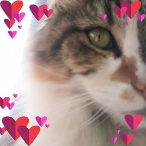 Meet your Posher, Daisy